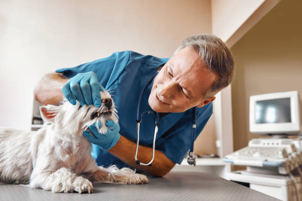 Best Same-Day Emergency Dentist in Suwanee, GA